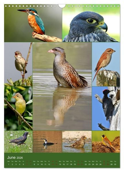 Produktbild: 78 Birds (Wall Calendar 2026 DIN A3 portrait), CALVENDO 12 Month Wall Calendar