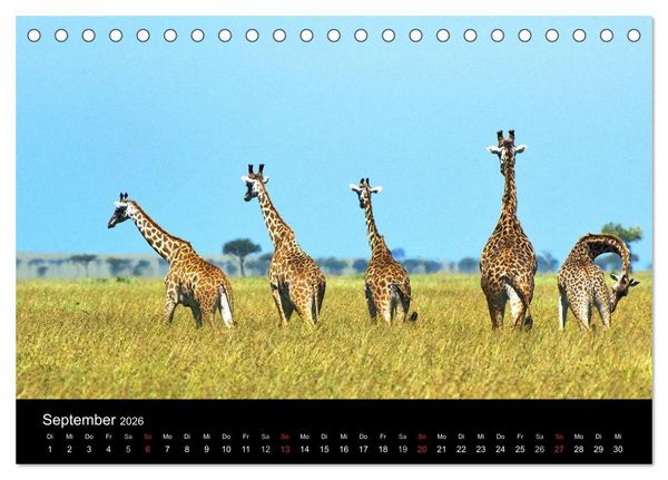 Produktbild: GIRAFFEN - Liebliche Riesen der afrikanischen Savanne (Tischkalender 2026 DIN A5 quer), CALVENDO Monatskalender