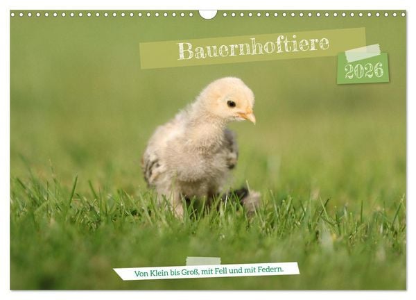Produktbild: Bauernhoftiere - Von Klein bis Gro&szlig;, mit Fell und mit Federn. (Wandkalender 2026 DIN A3 quer), CALVENDO Monatskalender