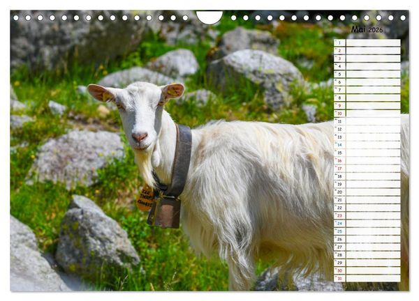 Produktbild: Ziegenfreude (Wandkalender 2026 DIN A4 quer), CALVENDO Monatskalender