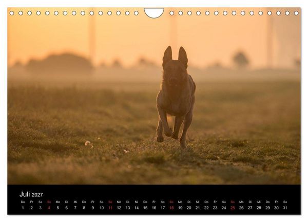 Produktbild: Belgische Sch&auml;ferhunde - Der Malinois im Licht (Wandkalender 2027 DIN A4 quer), CALVENDO Monatskalender