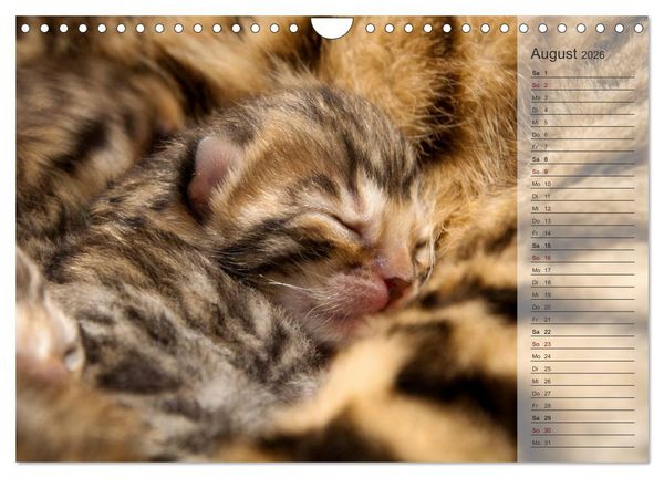 Produktbild: Die Bengalkatze. Edition Jungtiere (Wandkalender 2026 DIN A4 quer), CALVENDO Monatskalender