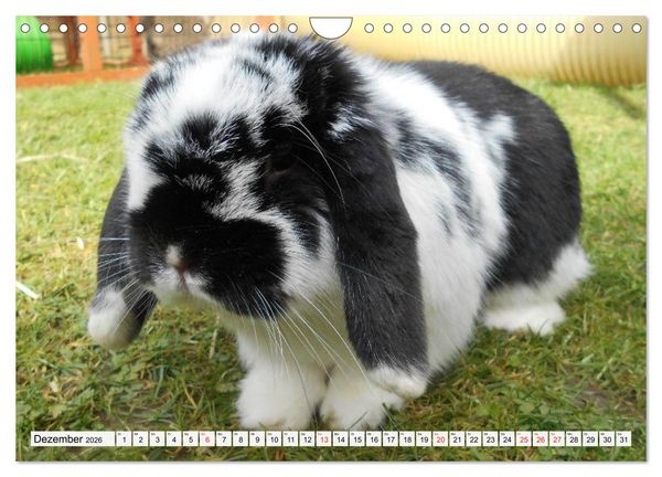 Produktbild: Kaninchen und Hasen (Wandkalender 2026 DIN A4 quer), CALVENDO Monatskalender