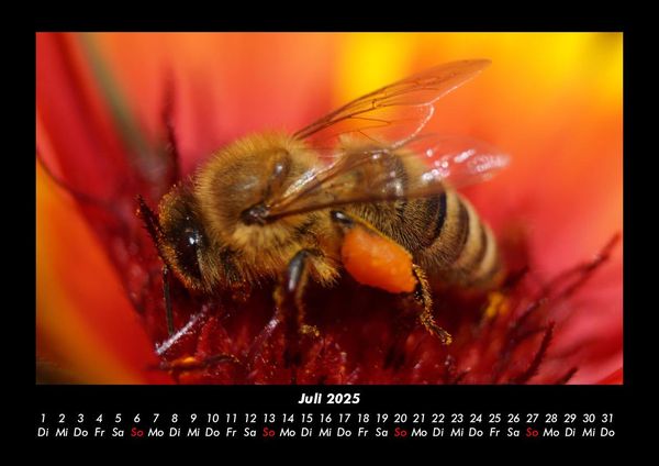 Produktbild: Bienen 2025 Fotokalender DIN A3