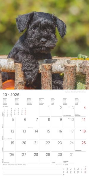 Produktbild: Welpen 2026 - Broschürenkalender 30x30 cm (30x60 geöffnet) - Kalender mit Platz für Notizen - Puppies - Hundekalender - Bildkalender - Wandkalender