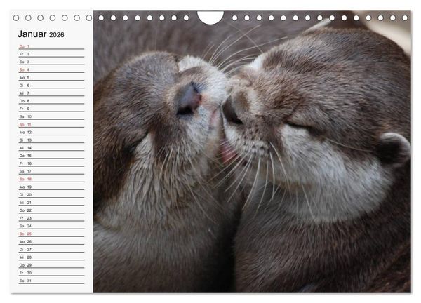 Produktbild: Seehunde und Otter. Putzige Gesellen, perfekte Schwimmer (Wandkalender 2026 DIN A4 quer), CALVENDO Monatskalender