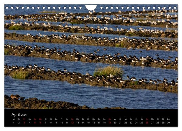 Produktbild: Pellworm 2026 (Wandkalender 2026 DIN A4 quer), CALVENDO Monatskalender