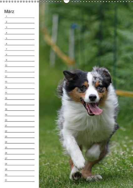 Produktbild: Der Aussie - Geburtstagskalender (Wandkalender immerw&auml;hrend DIN A2 hoch)
