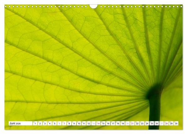 Produktbild: Bunte Bl&auml;tter (Wandkalender 2026 DIN A3 quer), CALVENDO Monatskalender