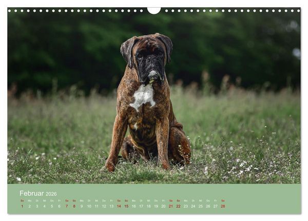 Produktbild: Fantastische Boxer - Sieger der Herzen (Wandkalender 2026 DIN A3 quer), CALVENDO Monatskalender