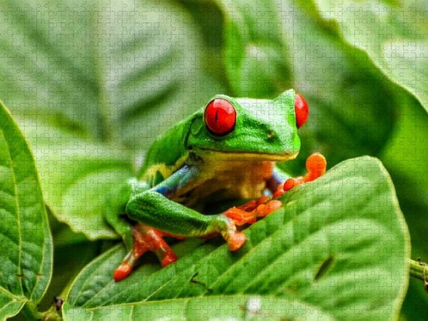 Produktbild: CALVENDO Puzzle Rotaugenlaubfrosch in Costa Rica | 1000 Teile Lege-Gr&ouml;&szlig;e 64x48cm Foto-Puzzle f&uuml;r gl&uuml;ckliche Stunden