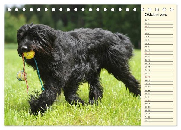 Produktbild: Altdeutsche H&uuml;tehunde - Fast vergessen (Tischkalender 2026 DIN A5 quer), CALVENDO Monatskalender