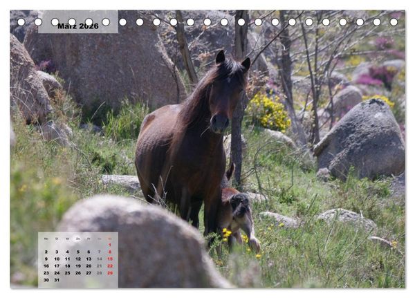 Produktbild: Nordportugal - Heimat der letzten wilden Pferde (Tischkalender 2026 DIN A5 quer), CALVENDO Monatskalender