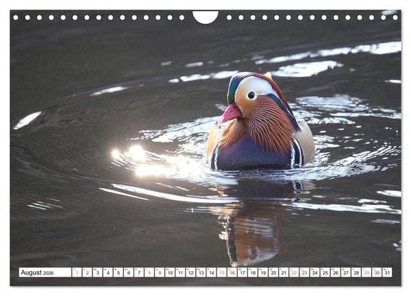 Produktbild: Mandarinenten, ein Farbtupfer auf allen Gew&auml;ssern. (Wandkalender 2026 DIN A4 quer), CALVENDO Monatskalender