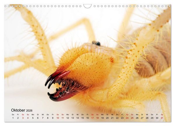 Produktbild: WIRBELLOS (Wandkalender 2026 DIN A3 quer), CALVENDO Monatskalender