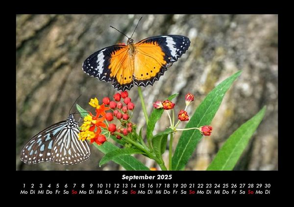 Produktbild: Bunte Pracht der Schmetterlinge 2025 Fotokalender DIN A3