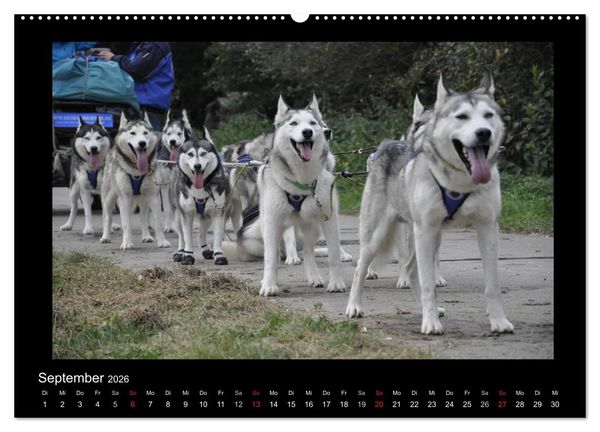 Produktbild: Husky-Kalender (Wandkalender 2026 DIN A2 quer), CALVENDO Monatskalender