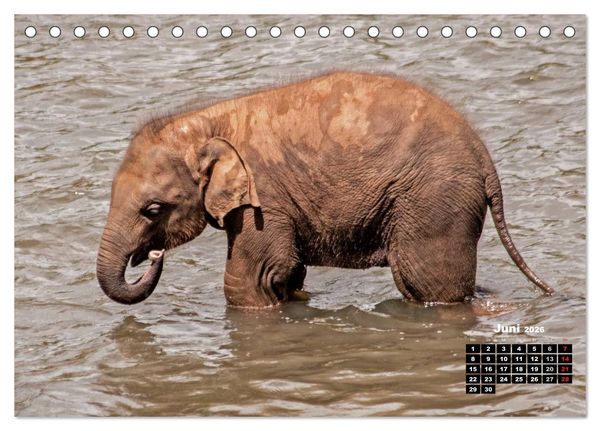 Produktbild: Bedrohte Riesen - Elefanten in Sri Lanka (Tischkalender 2026 DIN A5 quer), CALVENDO Monatskalender