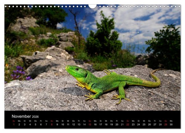 Produktbild: REPTILIEN (Wandkalender 2026 DIN A3 quer), CALVENDO Monatskalender