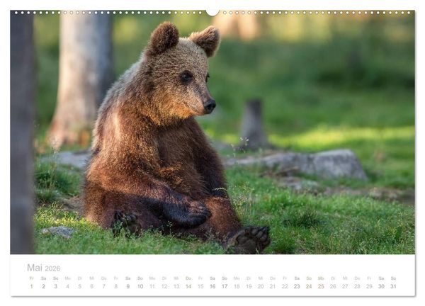Produktbild: Braunb&auml;ren - pelzige Riesen in Finnlands W&auml;ldern (Wandkalender 2026 DIN A2 quer), CALVENDO Monatskalender