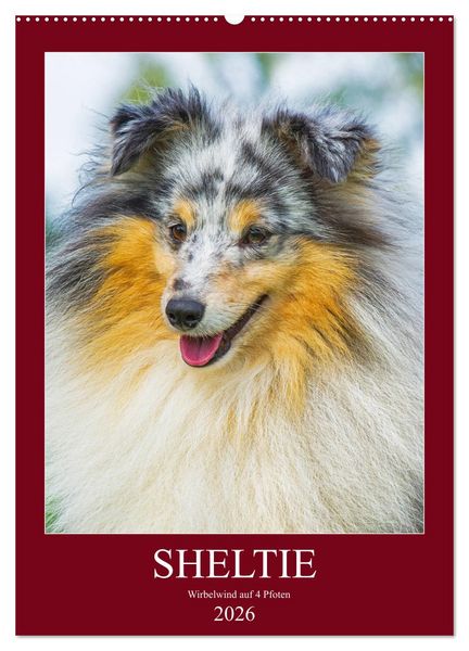 Produktbild: Sheltie - Wirbelwind auf 4 Pfoten (Wandkalender 2026 DIN A2 hoch), CALVENDO Monatskalender