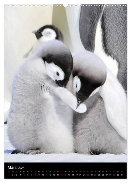Produktbild: Pinguine - Wackeln im Thermo-Frack (Wandkalender 2026 DIN A2 hoch), CALVENDO Monatskalender