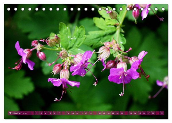 Produktbild: Beschwingte Blumenwelt (Tischkalender 2026 DIN A5 quer), CALVENDO Monatskalender