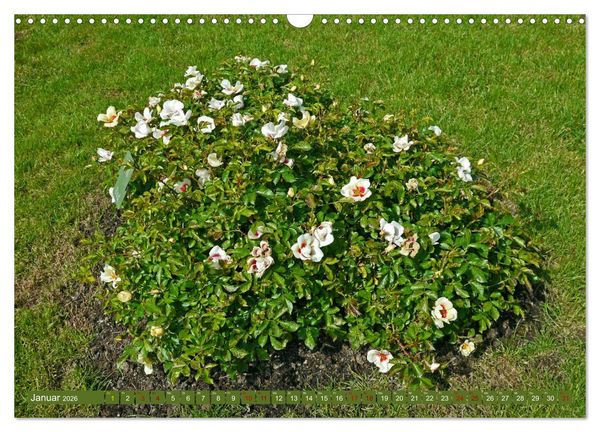Produktbild: Rosengarten auf dem Beutig (Wandkalender 2026 DIN A3 quer), CALVENDO Monatskalender