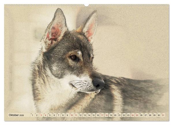 Produktbild: Schlittenhunde 2026 (Wandkalender 2026 DIN A2 quer), CALVENDO Monatskalender