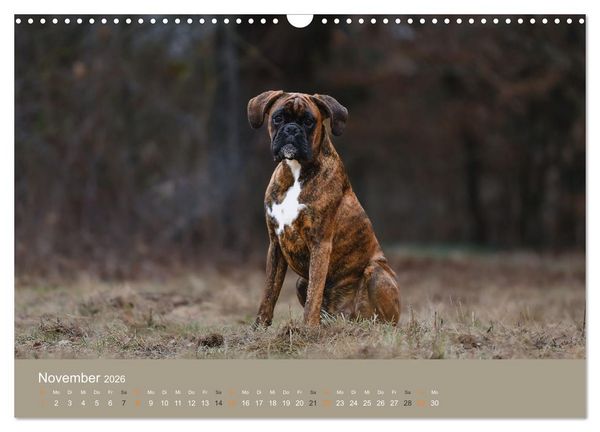 Produktbild: Der Boxer, der beste Hund der Welt (Wandkalender 2026 DIN A3 quer), CALVENDO Monatskalender