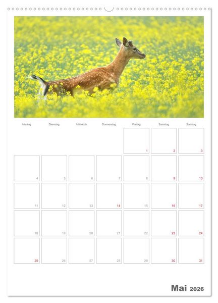 Produktbild: Rehe & Co / Planer (Wandkalender 2026 DIN A2 hoch), CALVENDO Monatskalender