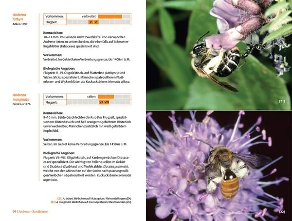 Produktbild: Bienen Mitteleuropas