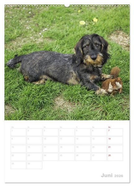 Produktbild: Der Dackel - mein kleiner Freund (hochwertiger Premium Wandkalender 2026 DIN A2 hoch), Kunstdruck in Hochglanz