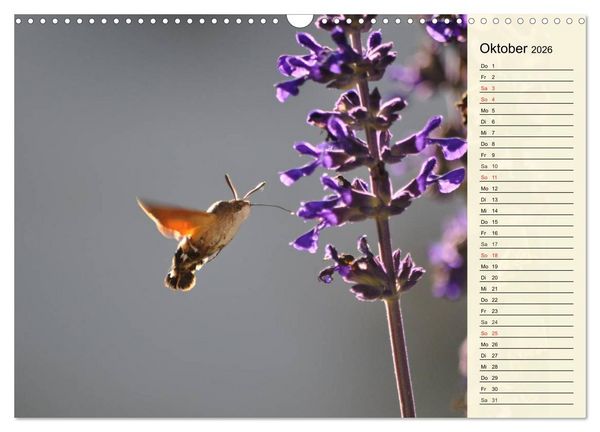 Produktbild: Faszinierende Taubenschw&auml;nzchen (Wandkalender 2026 DIN A3 quer), CALVENDO Monatskalender
