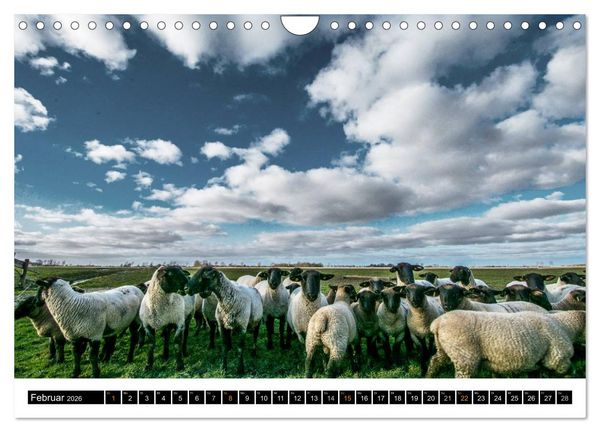 Produktbild: Tr&auml;umende Bilder - Die Nordseehalbinsel Eiderstedt (Wandkalender 2026 DIN A4 quer), CALVENDO Monatskalender