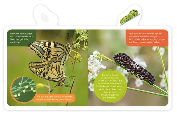 Produktbild: Der Schmetterling