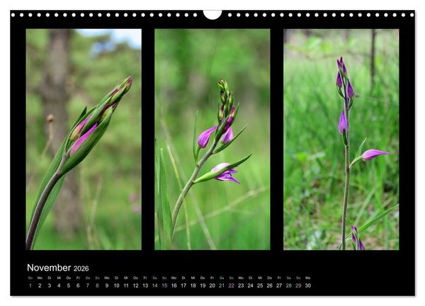 Produktbild: Heimische Orchideen im Dreierpack (Wandkalender 2026 DIN A3 quer), CALVENDO Monatskalender