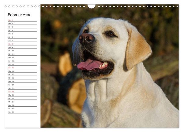 Produktbild: Labrador Retriever - Freunde f&uuml;r&acute;s Leben (Wandkalender 2026 DIN A3 quer), CALVENDO Monatskalender