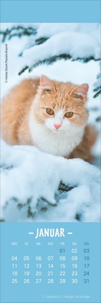 Produktbild: Katzen Lesezeichen & Kalender 2027