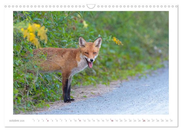 Produktbild: Un an avec le renard roux (Calendrier mural 2026 DIN A3 vertical), CALVENDO calendrier mensuel