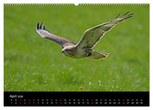 Produktbild: Wilde Heimat (hochwertiger Premium Wandkalender 2026 DIN A2 quer), Kunstdruck in Hochglanz