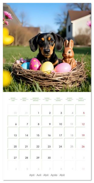 Produktbild: Dachshunds - lovely little dogs (Wall Calendar 2026 12 &times; 12 Inch) CALVENDO 12 Month Wall Calendar