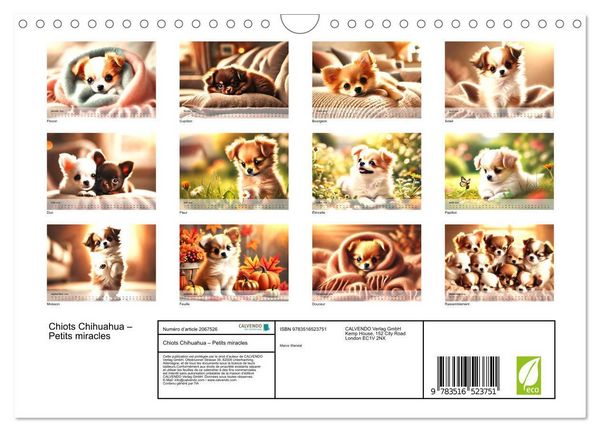 Produktbild: Chiots Chihuahua - Petits miracles (Calendrier mural 2026 DIN A4 vertical), CALVENDO calendrier mensuel