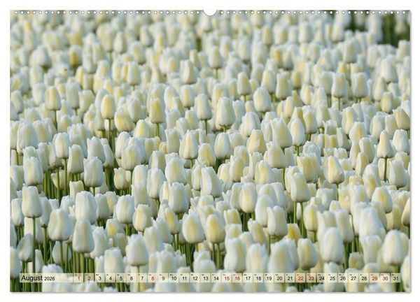 Produktbild: Tulpen - Hollands Stolz (Wandkalender 2026 DIN A2 quer), CALVENDO Monatskalender
