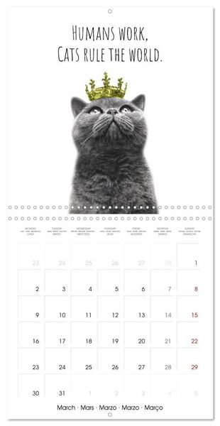 Produktbild: Purrfectly Cool Cats (Wall Calendar 2026 12 &times; 12 Inch) CALVENDO 12 Month Wall Calendar