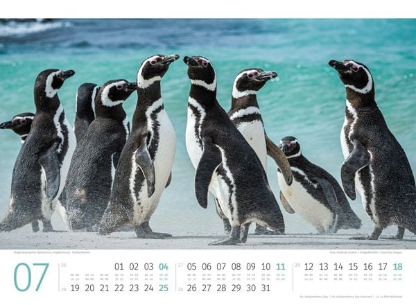 Produktbild: Pinguine Kalender 2027