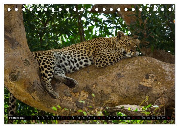 Produktbild: Tansania - Tierwanderung in der Serengeti (Tischkalender 2026 DIN A5 quer), CALVENDO Monatskalender