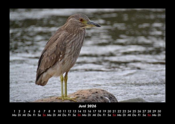 Produktbild: Welt der V&ouml;gel 2026 Fotokalender DIN A3