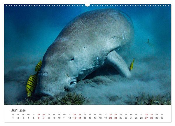 Produktbild: Faszination blaue Welt (hochwertiger Premium Wandkalender 2026 DIN A2 quer), Kunstdruck in Hochglanz