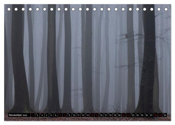 Produktbild: Rotbuchen (Tischkalender 2026 DIN A5 quer), CALVENDO Monatskalender